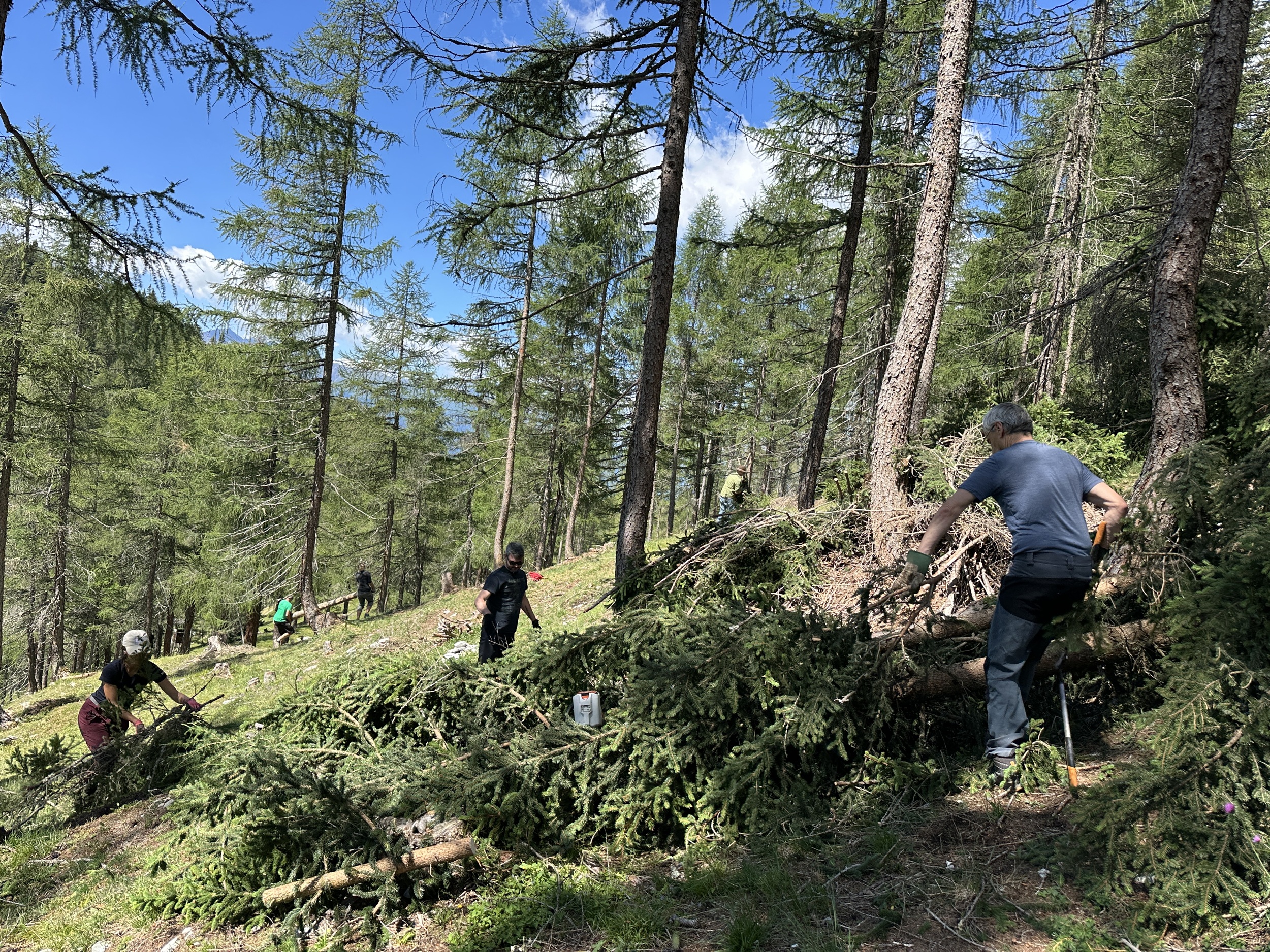 Bergwaldprojekt Umweltbaustelle Almpflege Plumsjochhütte 2026 Team Karwendel An einem sonnigen Tag arbeiten Menschen in einem Wald und räumen im Rahmen des Projekts „Almpflege Martinsbergalm“ umgestürzte Äste und Bäume weg.