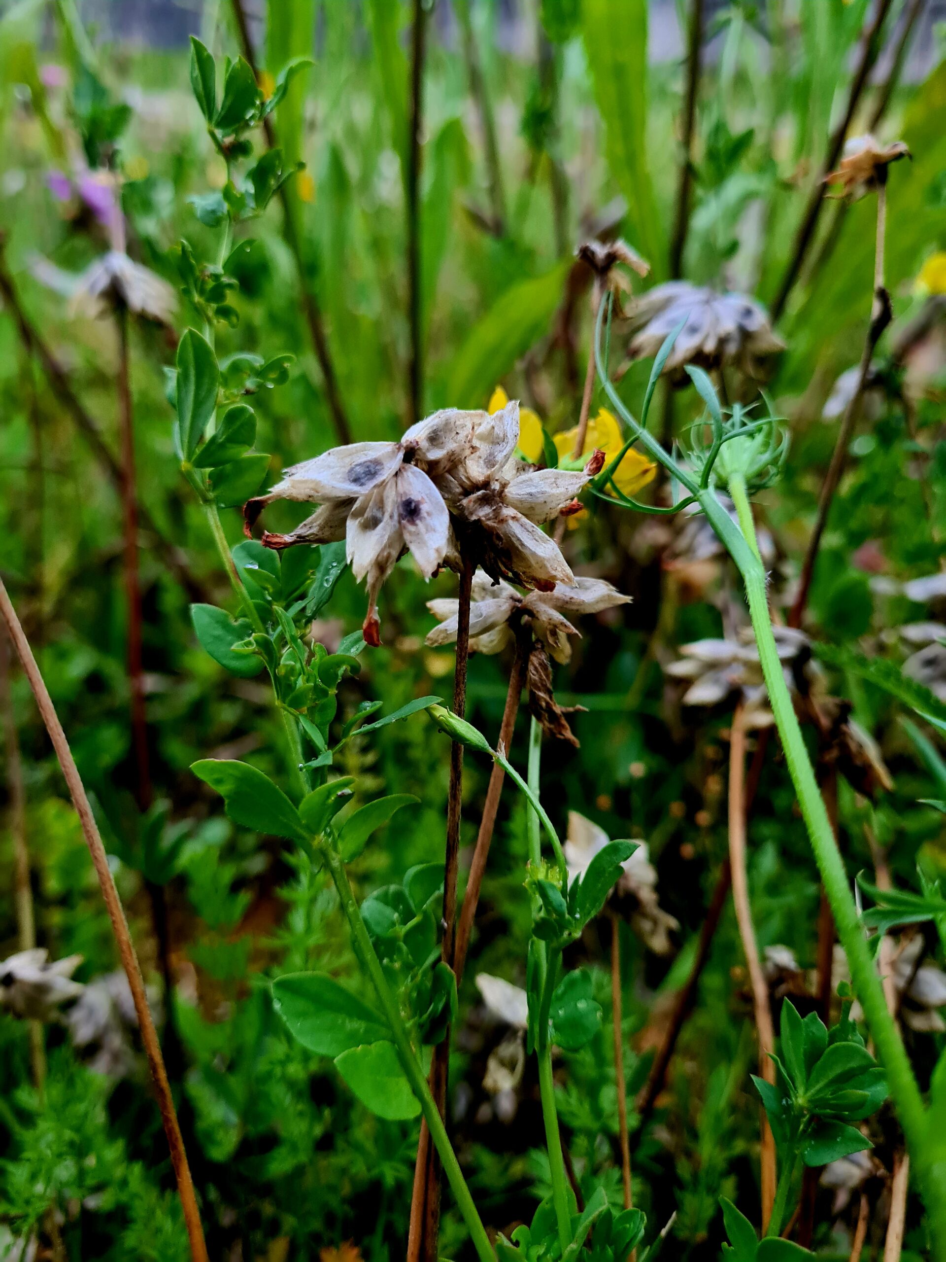 Nahaufnahme von getrockneten Wildblumen und grünen Stielen auf einer Wiese, mit einem unscharfen Naturhintergrund, der an Szenen erinnert, die während eines Alpenblumen-Malworkshops eingefangen wurden.
