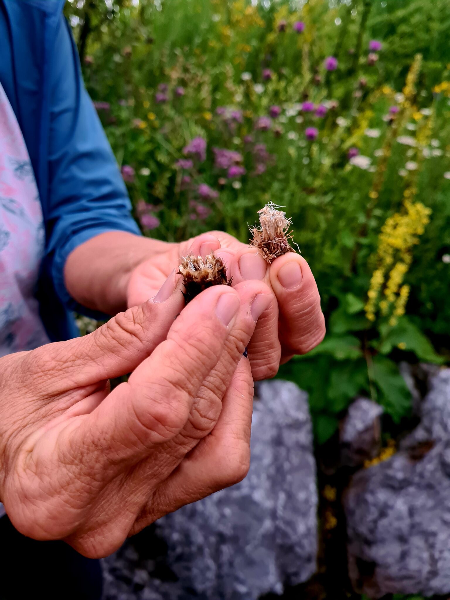 Nahaufnahme einer Person, die während eines Alpenblumen-Malworkshops im Freien zwei getrocknete Pflanzenköpfe in der Hand hält, im Hintergrund verschwommene Grünpflanzen und Wildblumen.