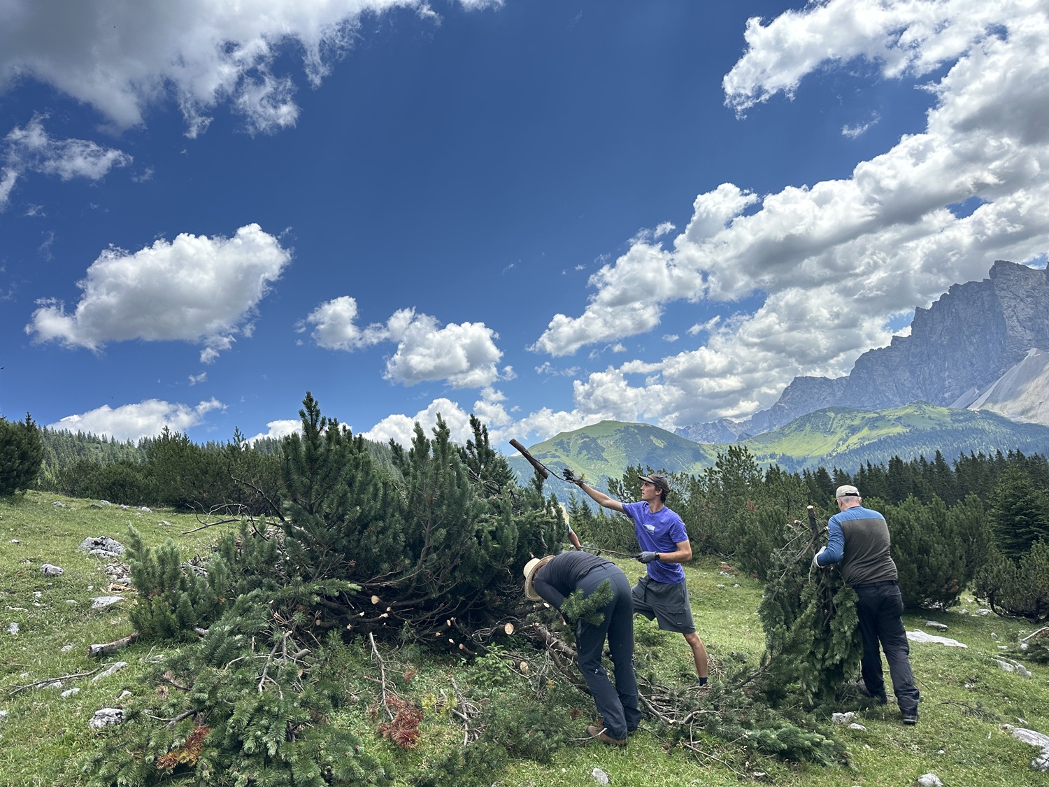 Drei Menschen arbeiten im Freien bei der Almpflege und sammeln und transportieren abgeschnittene Tannenzweige über den grasbewachsenen Hang eines Angers, im Hintergrund sind Berge und ein blauer Himmel zu sehen.