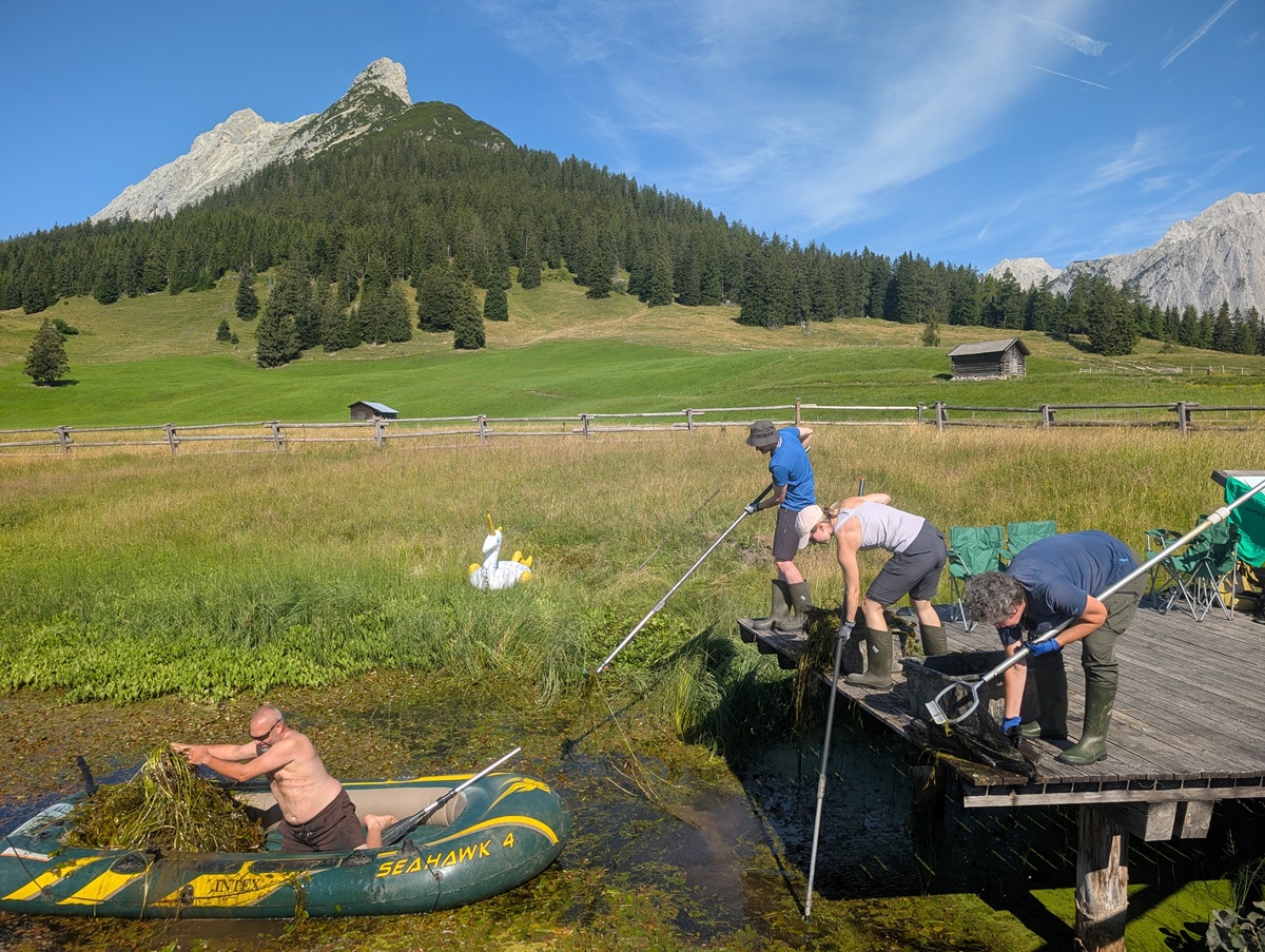 Vier Menschen auf einem Holzsteg sammeln mit Netzen Pflanzen aus dem Wasser, während ein Mann in einem Schlauchboot Vegetation einsammelt – vor dem Hintergrund einer bergigen Landschaft.