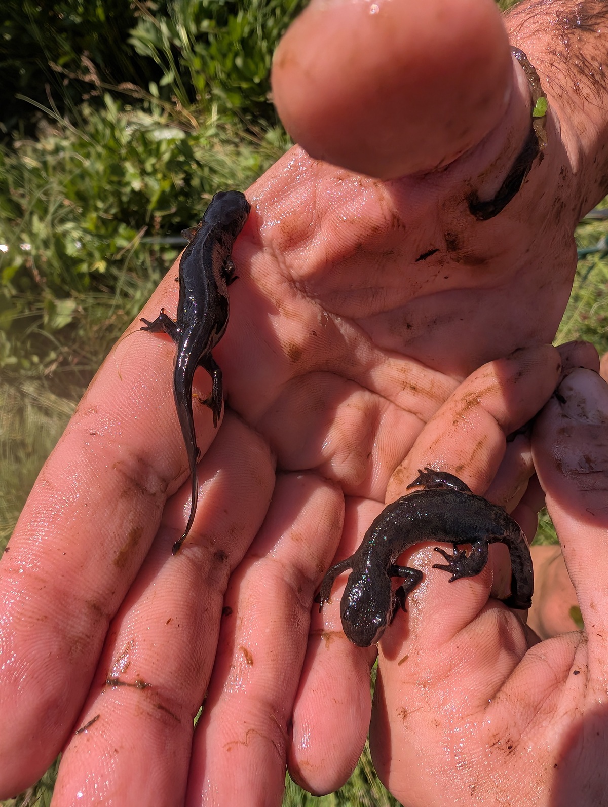 Eine Person, die im Freien drei kleine, dunkel gefärbte Salamander in schlammigen Händen hält, im Hintergrund ist grünes Laub zu sehen.