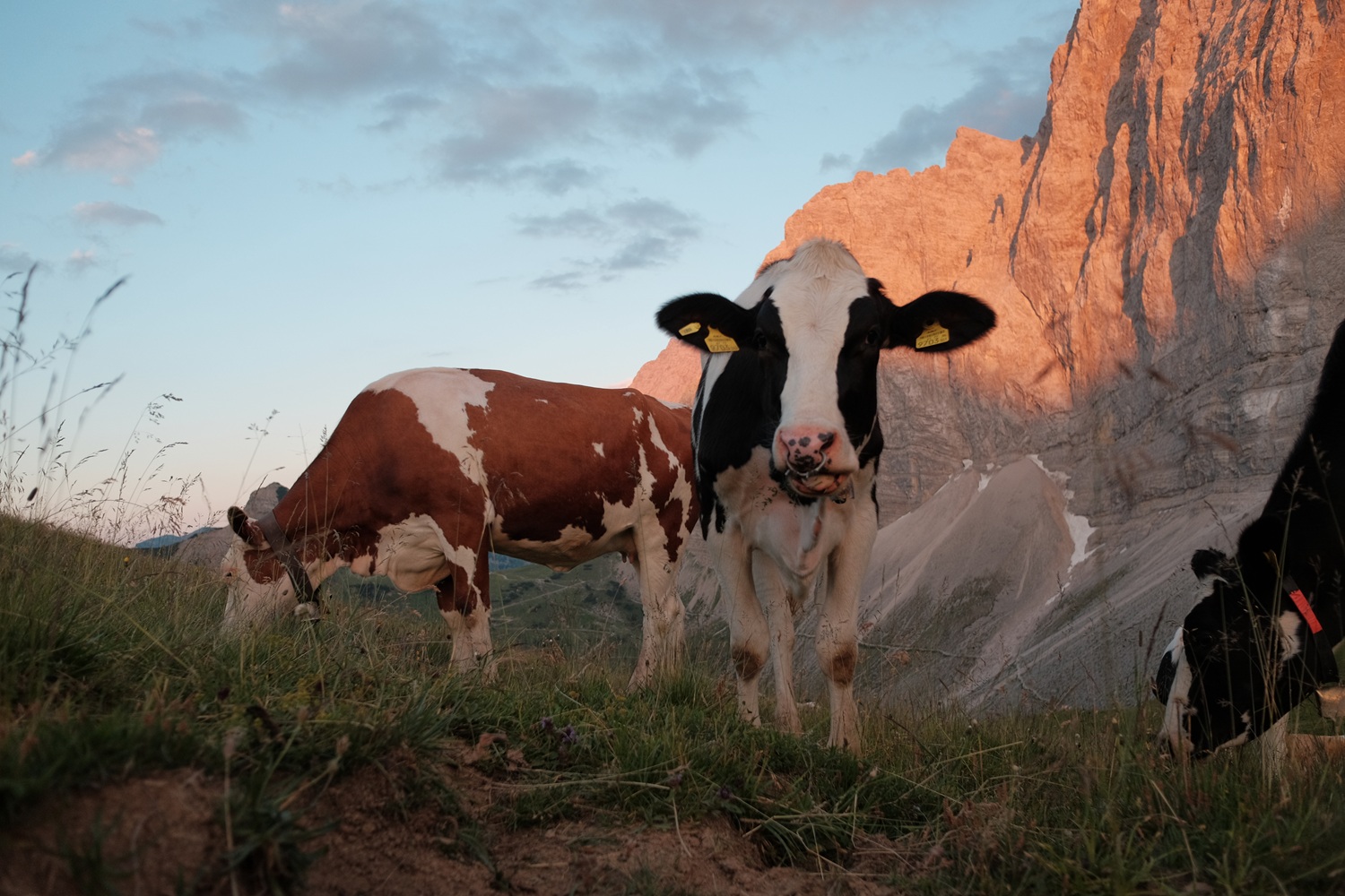 Bergwaldprojekt Umweltbaustelle Almpflege Plumsjochhütte 2026 Team Karwendel Zwei Kühe stehen bei Sonnenuntergang auf einer Wiese in der Nähe felsiger Berge und verkörpern die Tradition der Almpflege Anger Hochalm – eine blickt in die Kamera, während die andere friedlich inmitten dieser ruhigen Alpenlandschaft grast.