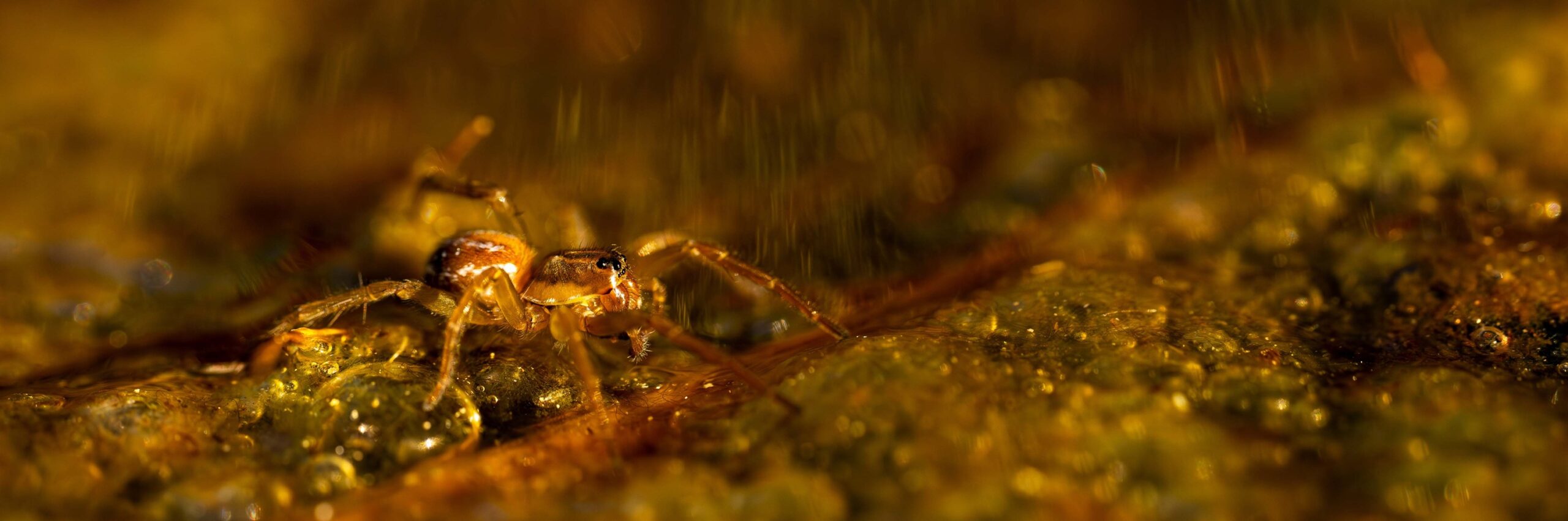 Nahaufnahme einer kleinen Spinne, die auf einer strukturierten, gelblich-braunen Oberfläche läuft, vor einem unscharfen Hintergrund – aufgenommen in der ruhigen Umgebung des Naturparks Karwendel.