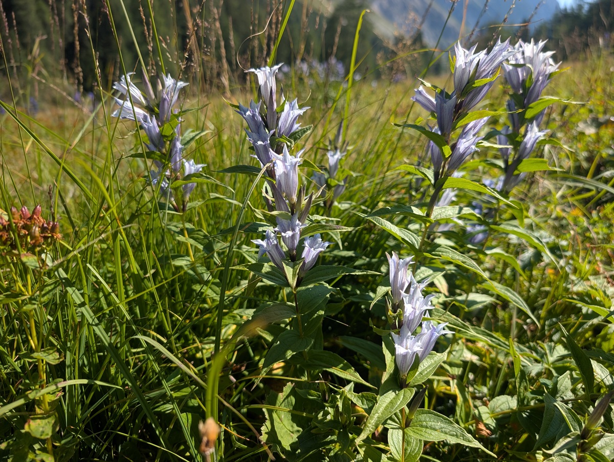 Eine Gruppe hellvioletter Wildblumen mit spitzen Blütenblättern, die zwischen grünem Gras auf einer sonnendurchfluteten Wiese wachsen.