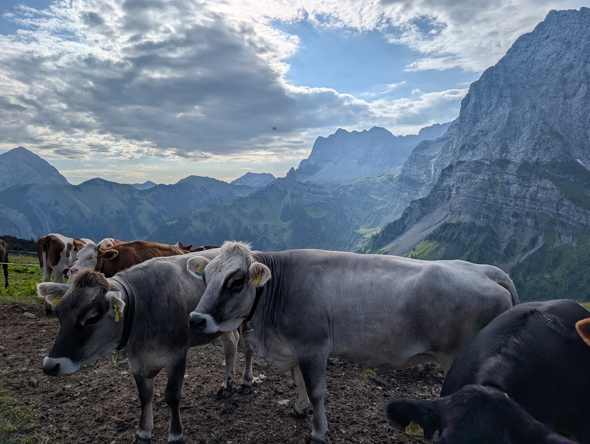 Eine Kuhherde steht unter einem teilweise bewölkten Himmel auf einem grasbewachsenen Berghang und weidet im Rahmen der traditionellen Almpflege auf der Lalidersalm, während im Hintergrund felsige Gipfel und grüne Täler zu sehen sind.