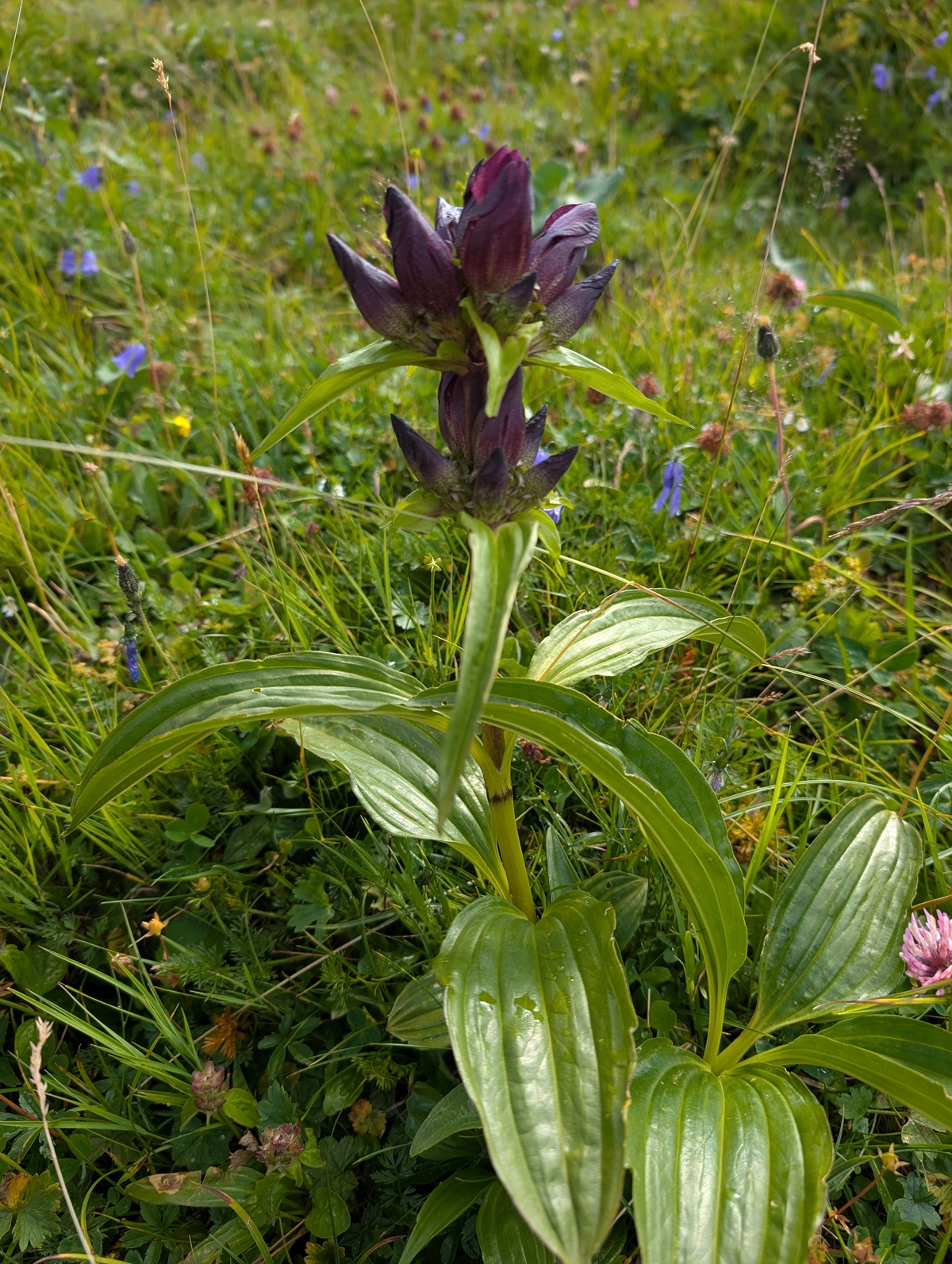 Eine violette Wildblume mit breiten grünen Blättern wächst inmitten von Gras und anderen kleinen Wildpflanzen auf einer Wiese und spiegelt die natürliche Schönheit wider, die dank der sorgfältigen Almpflege auf der Lalidersalm gedeiht.