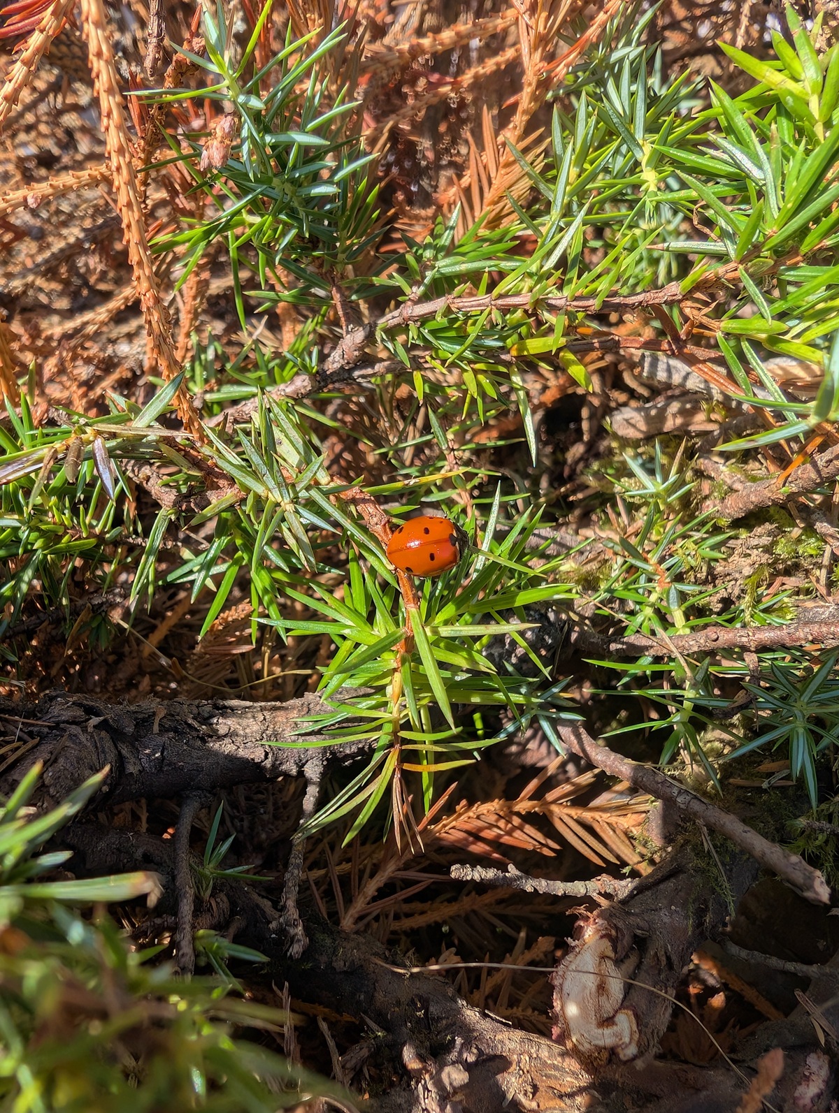 Ein roter Marienkäfer mit schwarzen Punkten sitzt im Sonnenlicht auf einer grünen, blättrigen Pflanze, umgeben von trockenen, braunen Kiefernnadeln und Zweigen – ein Anblick, der an die natürliche Schönheit der Almpflege Lalidersalm erinnert.