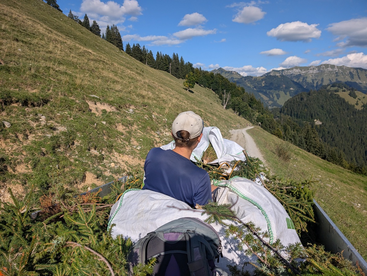 Eine Person mit Mütze und blauem Hemd fährt auf einem mit Säcken und Tannenzweigen beladenen Fahrzeug einen Bergweg entlang, der von grasbewachsenen Hängen und in der Ferne von bewaldeten Hügeln gesäumt ist, und macht sich auf den Weg zur Almpflege auf der Lalidersalm.