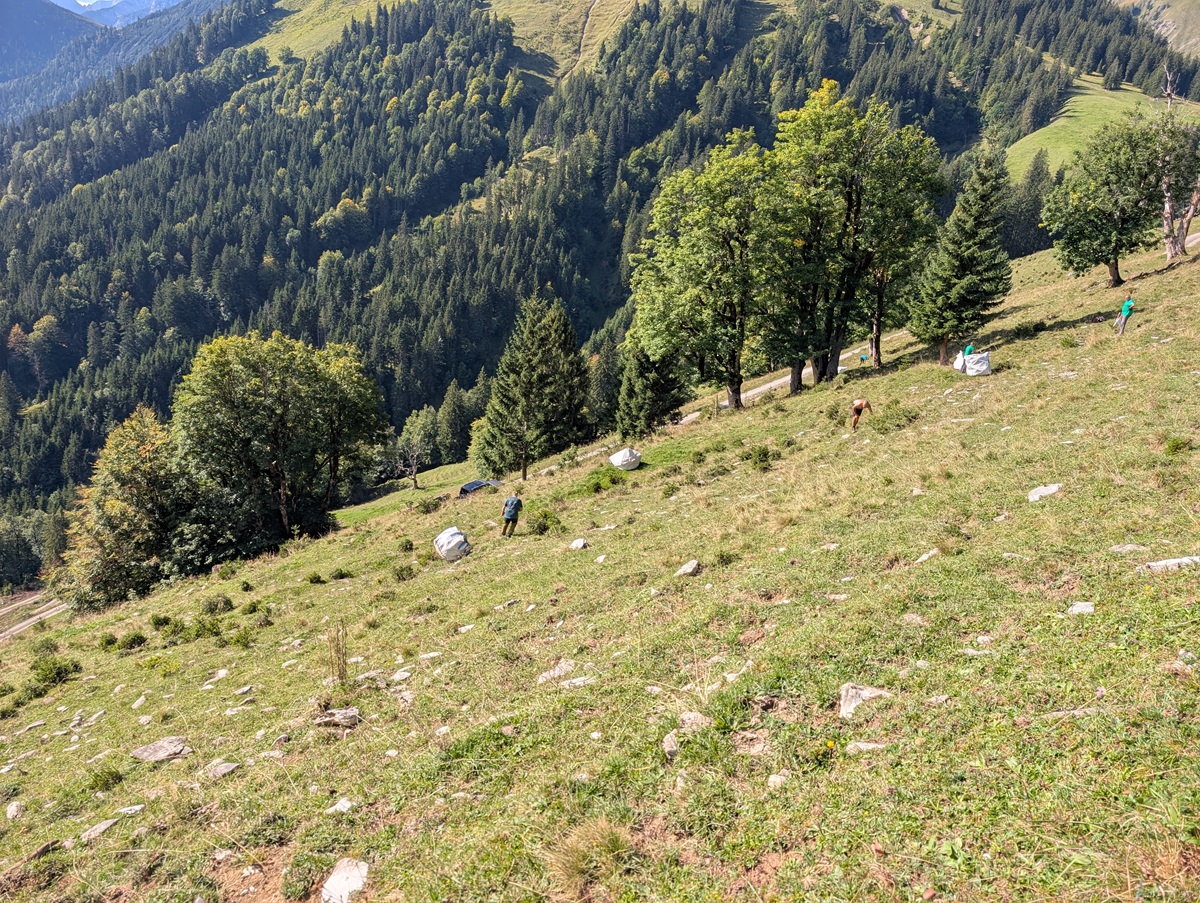 Menschen steigen einen grasbewachsenen, felsigen Hang mit vereinzelten Bäumen hinauf und beteiligen sich an der traditionellen Almpflege auf der Lalidersalm, vor dem Hintergrund einer bewaldeten Berglandschaft.