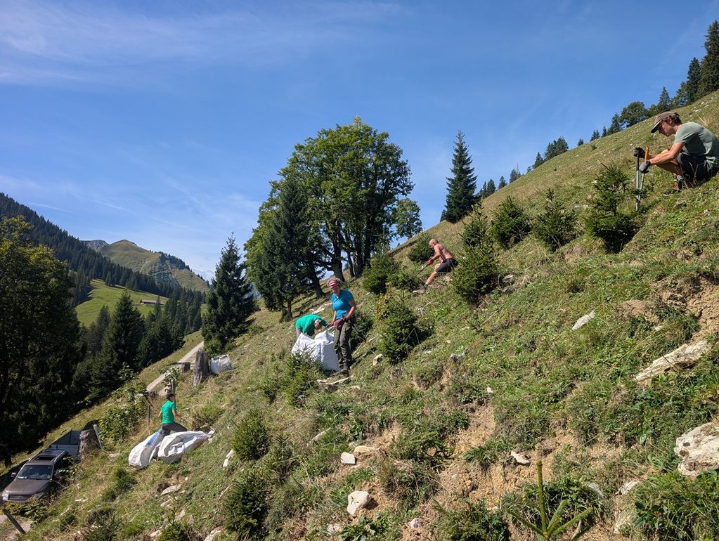 Vier Personen arbeiten an einem grasbewachsenen Hang und pflanzen im Rahmen der Initiative „Almpflege Lalidersalm“ kleine Bäume, während eine Person die Aktivitäten fotografiert oder filmt. Unten links stehen einige Autos. Im Hintergrund sind Bäume und Berge zu sehen.