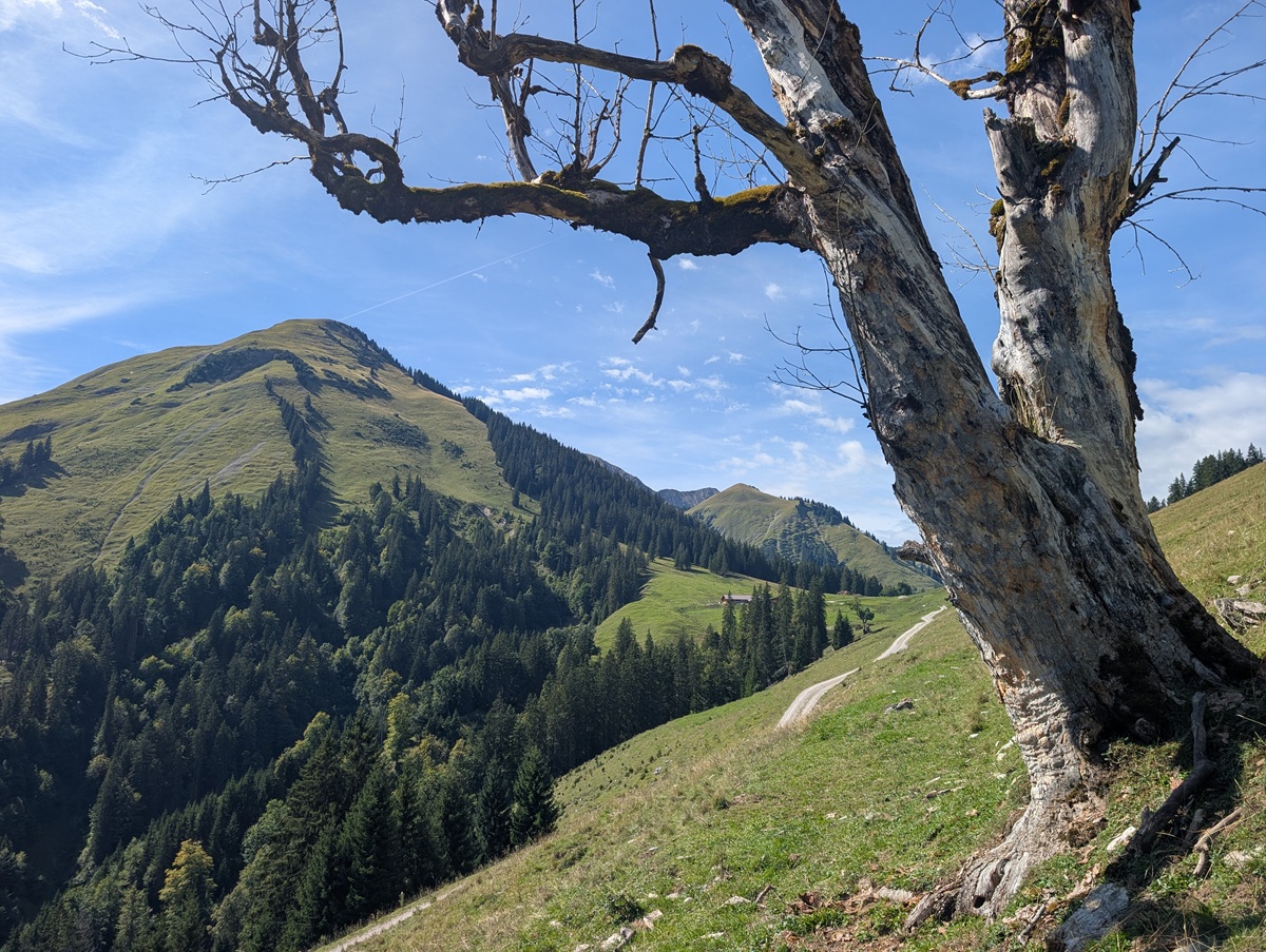 Im Vordergrund eines durch Almpflege geprägten, grasbewachsenen Hangs steht ein verwitterter Baum, im Hintergrund sind bewaldete Berge und die Lalidersalm unter blauem Himmel zu sehen.