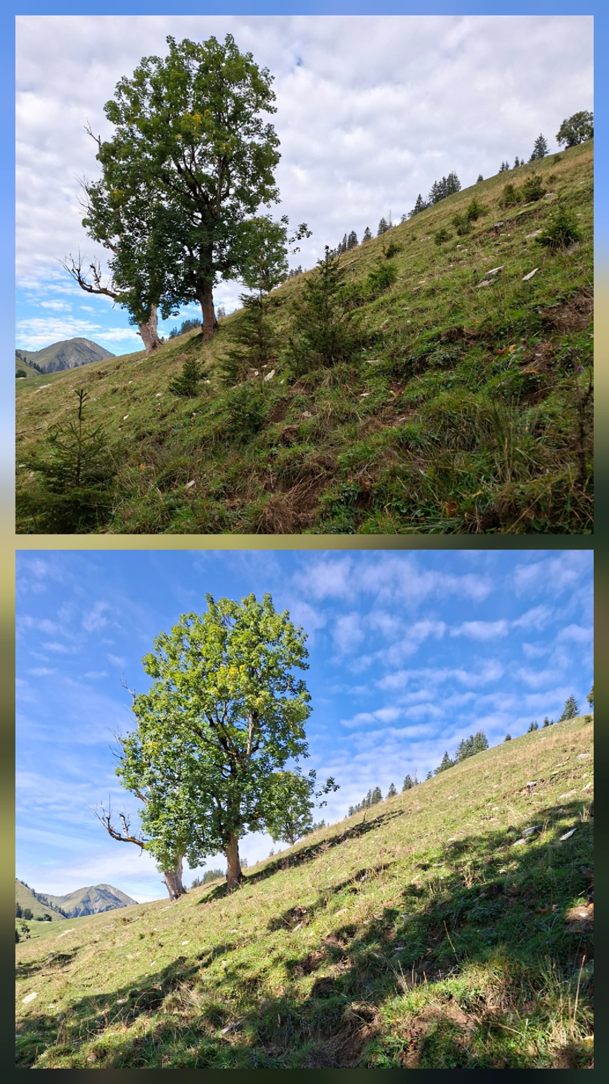Zwei Fotos zeigen einen einsamen Baum auf einem grasbewachsenen Hang unter einem teilweise bewölkten Himmel bei der Almpflege Lalidersalm. Der Hang wirkt steil, und die Umgebung ist von kleineren Bäumen und Grünflächen umgeben.