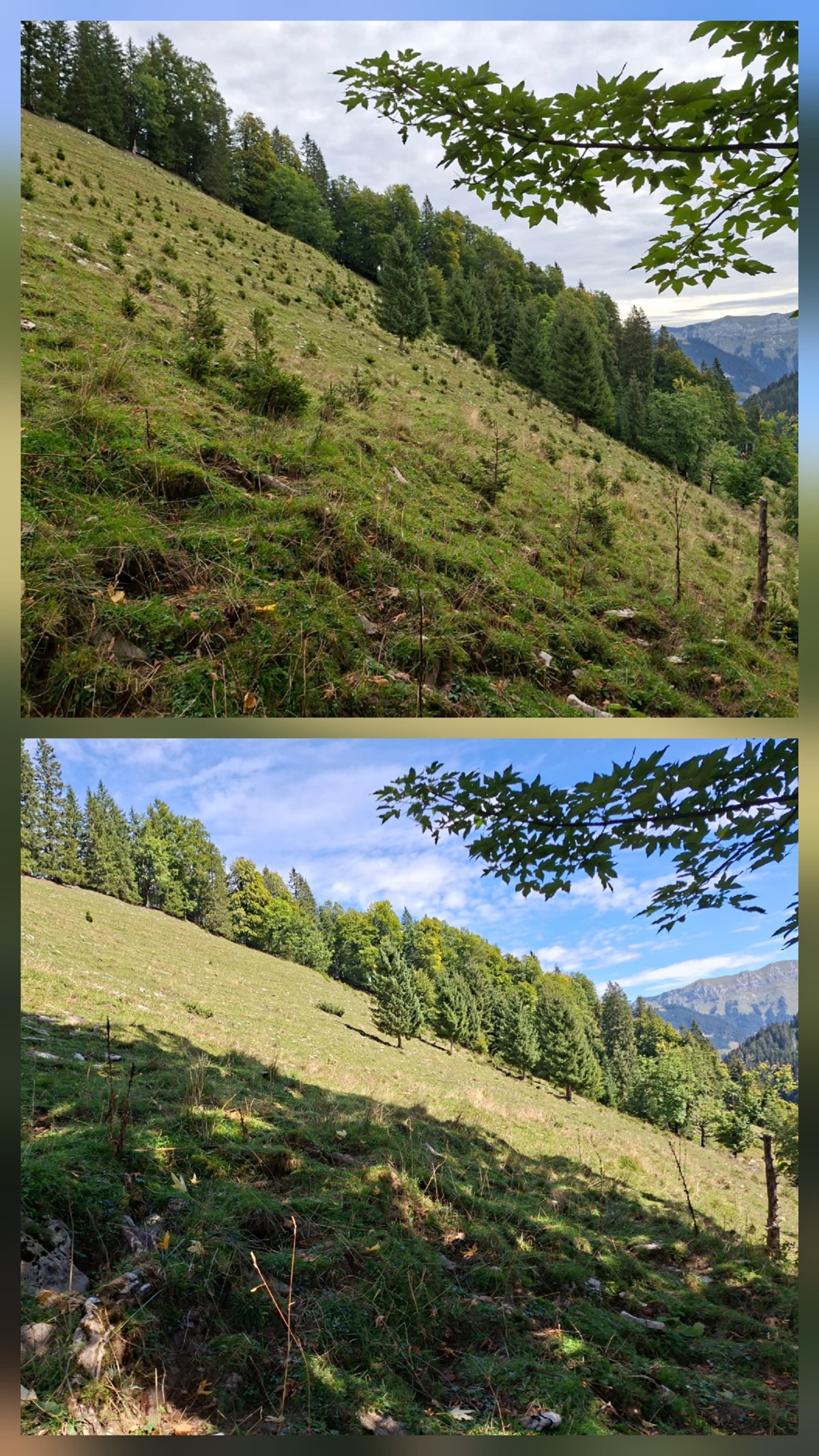Zwei Fotos zeigen einen durch traditionelle Almpflege gepflegten, grasbewachsenen Hang an der Lalidersalm mit vereinzelten kleinen Bäumen und einem bewaldeten Hintergrund unter einem teilweise bewölkten Himmel.