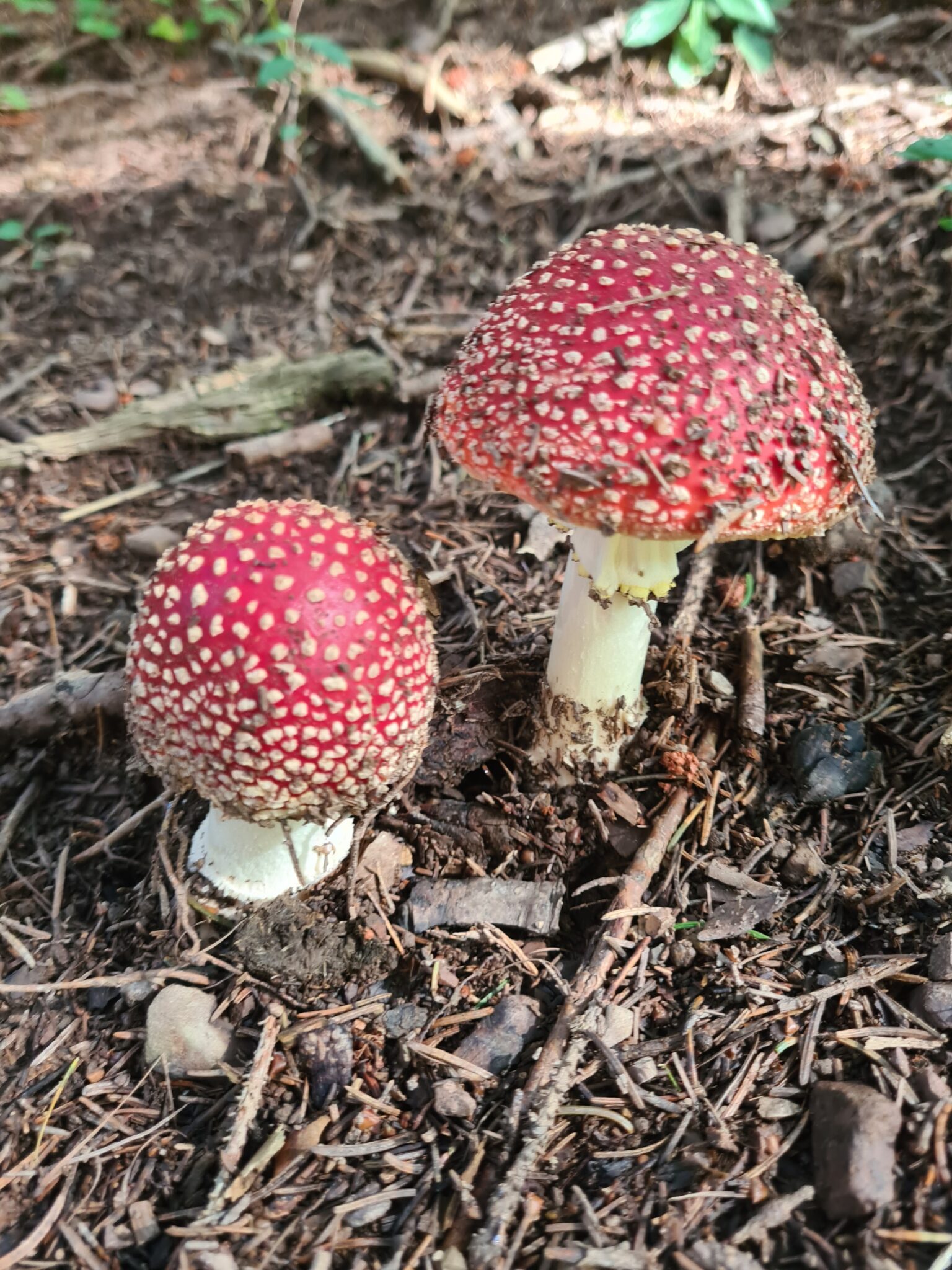 Zwei Rotkappenpilze mit weißen Flecken, die im Boden der Walderalmteiche wachsen, umgeben von Zweigen und Kiefernnadeln.