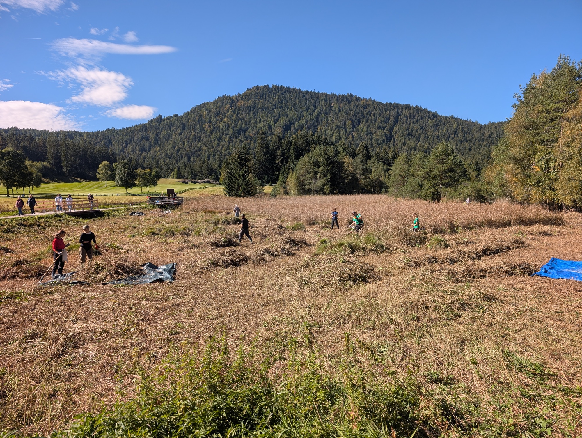 Freiwillige bei der Almpflege auf einer hochgrasbewachsenen Wiese unterhalb eines bewaldeten Berges bei der Flachalm.